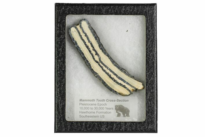 Mammoth Molar Slice With Case - South Carolina #106509